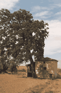 La bomba